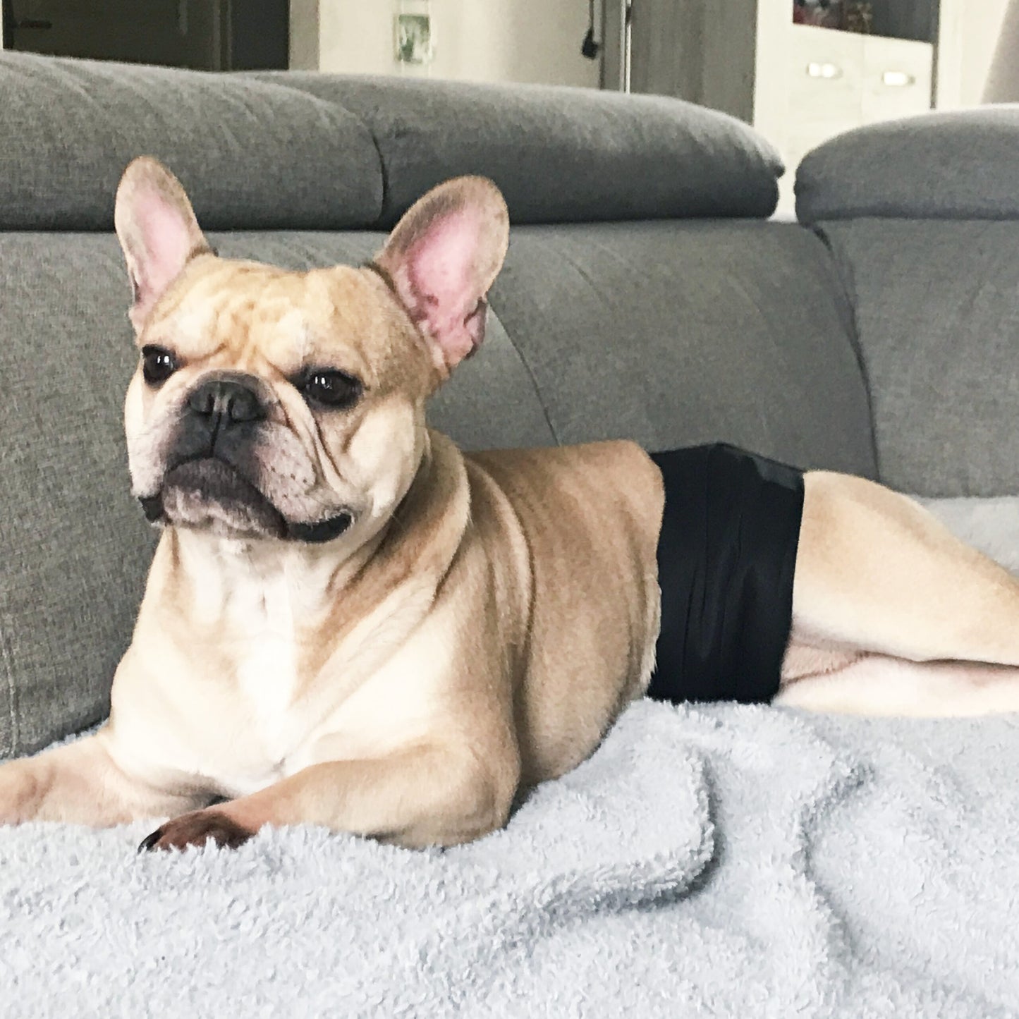 Ceinture absorbante lavable pour mâle (fuite urinaire animaux)