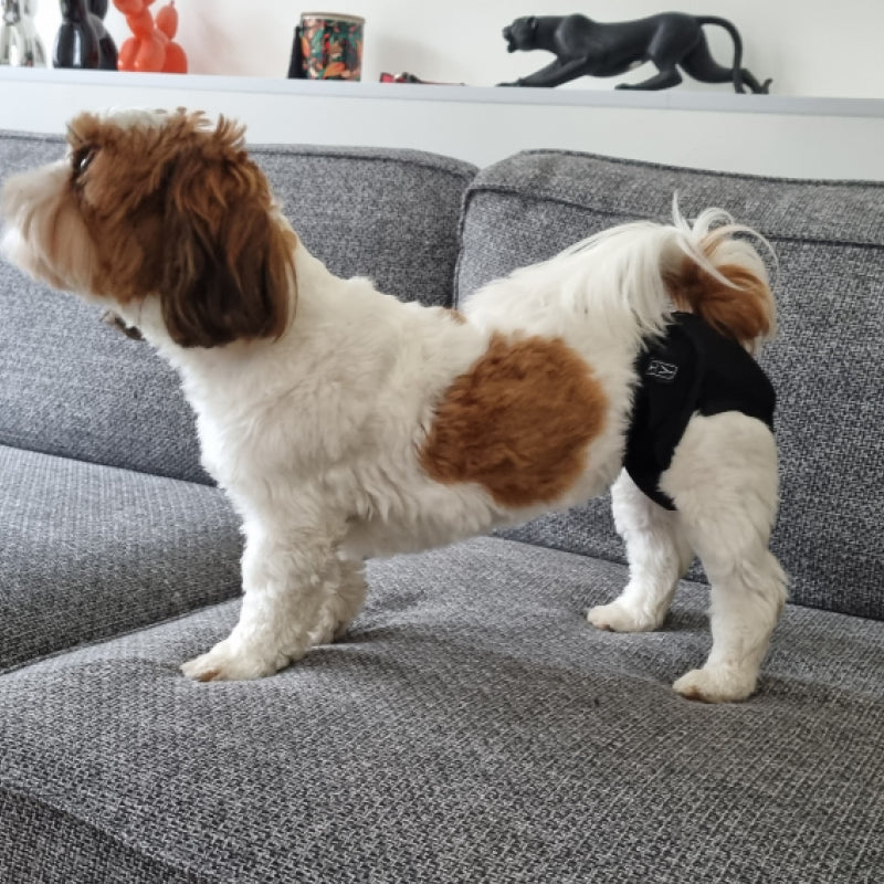 Couche absorbante lavable pour chien ou chat femelle (chaleurs)